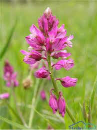 Attēlu rezultāti vaicājumam “Polygala comosa”