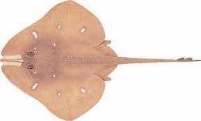 Image result for Rostroraja eglanteria