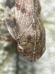 Attēlu rezultāti vaicājumam “Aphrophora alni nymph”