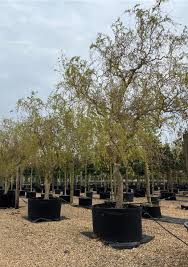 Attēlu rezultāti vaicājumam “Salix x sepulcralis”