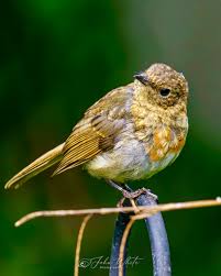 Attēlu rezultāti vaicājumam “Erithacus rubecula juvenile”