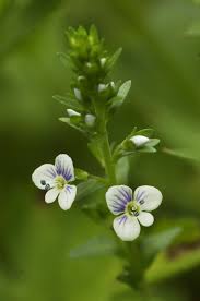 Attēlu rezultāti vaicājumam “Veronica serpyllifolia leaf”