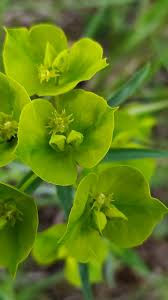 Image result for Wolfsmilch