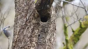 Attēlu rezultāti vaicājumam “Sitta europaea nest”