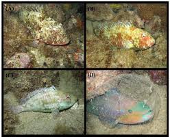 Image result for Scarus zelindae