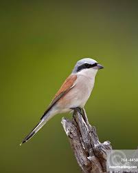 Attēlu rezultāti vaicājumam “Lanius collurio”