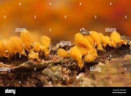 Attēlu rezultāti vaicājumam “Hemitrichia calyculata young”