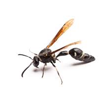 Attēlu rezultāti vaicājumam “Eumenes sp.”