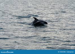 Image result for Lagenorhynchus albirostris