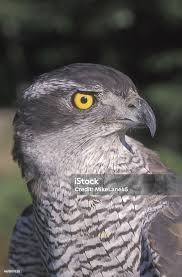 Attēlu rezultāti vaicājumam “Accipiter gentilis”