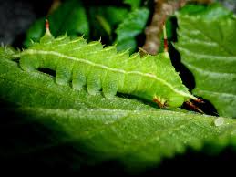 Attēlu rezultāti vaicājumam “Aglia tau”