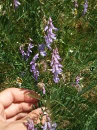 Attēlu rezultāti vaicājumam “Vicia cracca flower”