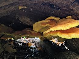 Attēlu rezultāti vaicājumam “Laetiporus sulphureus”