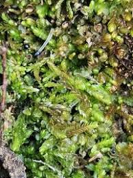 Attēlu rezultāti vaicājumam “Nardia scalaris”