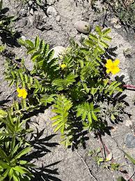 Attēlu rezultāti vaicājumam “Argentina anserina”