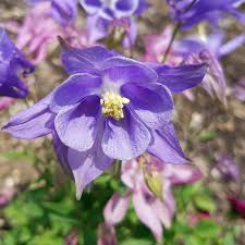 Attēlu rezultāti vaicājumam “Aquilegia vulgaris flower”