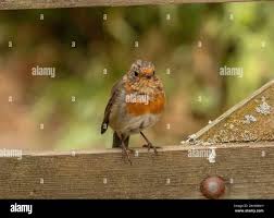 Attēlu rezultāti vaicājumam “Erithacus rubecula juvenile”