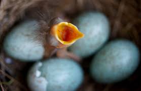Attēlu rezultāti vaicājumam “Turdus merula eggs”