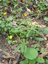 Attēlu rezultāti vaicājumam “Ranunculus cassubicus”