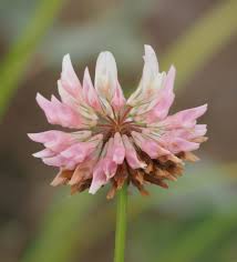 Attēlu rezultāti vaicājumam “Trifolium hybridum flower”