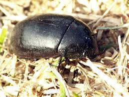 Attēlu rezultāti vaicājumam “Hydrochara caraboides”