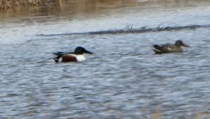 Attēlu rezultāti vaicājumam “Anas clypeata”