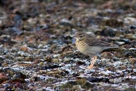 Image result for Anthus godlewskii