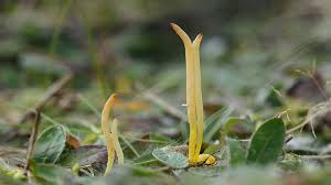 Attēlu rezultāti vaicājumam “Clavaria straminea”