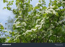 Attēlu rezultāti vaicājumam “Crataegus submollis”