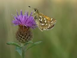Attēlu rezultāti vaicājumam “Hesperia comma underside”