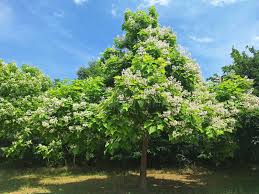 Attēlu rezultāti vaicājumam “Catalpa ovata”