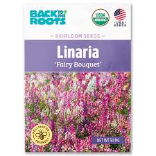 Attēlu rezultāti vaicājumam “Linaria loeselii bud”