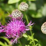 Attēlu rezultāti vaicājumam “Centaurea scabiosa fruit”