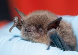 Attēlu rezultāti vaicājumam “Myotis sp.”