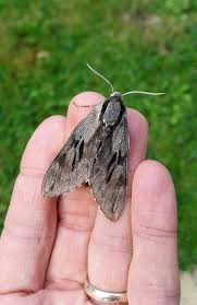 Attēlu rezultāti vaicājumam “Sphinx pinastri”