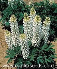 Image result for Lupinus polyphyllus Lindl.