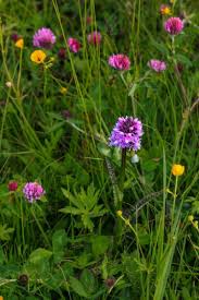 Attēlu rezultāti vaicājumam “Dactylorhiza maculata leaf”