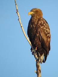 Image result for Haliaeetus albicilla