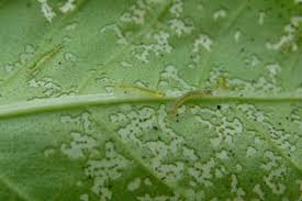 Attēlu rezultāti vaicājumam “Pseudeustrotia candidula”