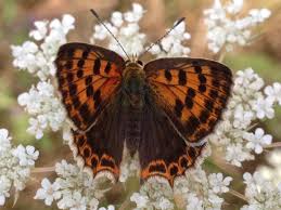 Attēlu rezultāti vaicājumam “Lycaeniinae”