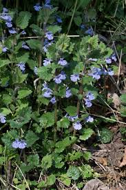 Attēlu rezultāti vaicājumam “Glechoma hederacea”