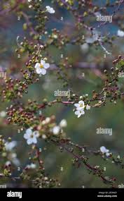 Attēlu rezultāti vaicājumam “Cerasus bud”