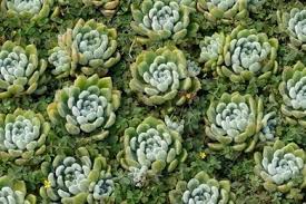 Attēlu rezultāti vaicājumam “Crassulaceae”