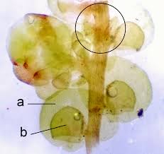 Attēlu rezultāti vaicājumam “Frullania dilatata”
