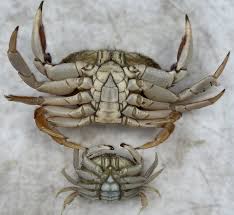 Image result for Cancer borealis