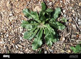 Attēlu rezultāti vaicājumam “Hypochaeris radicata leaf”