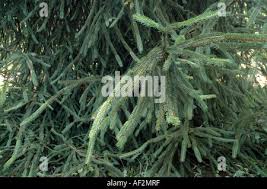 Attēlu rezultāti vaicājumam “Picea abies fo. virgata leaf”