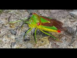 Attēlu rezultāti vaicājumam “Acanthosoma haemorrhoidale imago”