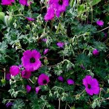 Image result for Geranium `Sandrine`