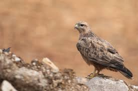 Attēlu rezultāti vaicājumam “Buteo buteo”